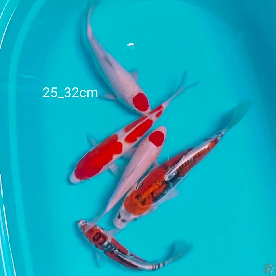 25_32cm