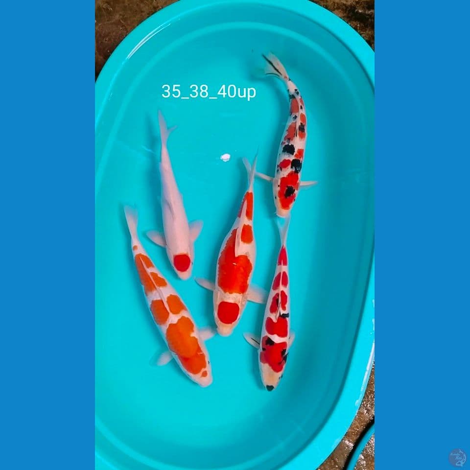 35_40cm