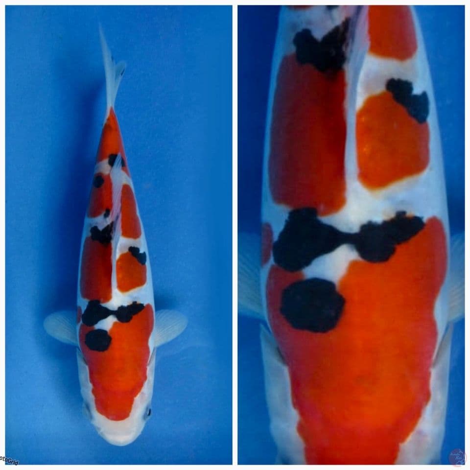 Sanke Doitsu F1 23cm 