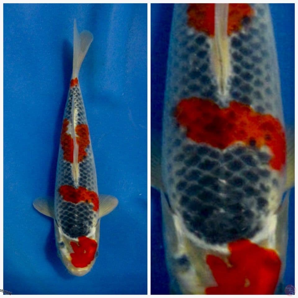 goshiki Reacing original 28cm 