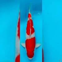 kohaku step 3