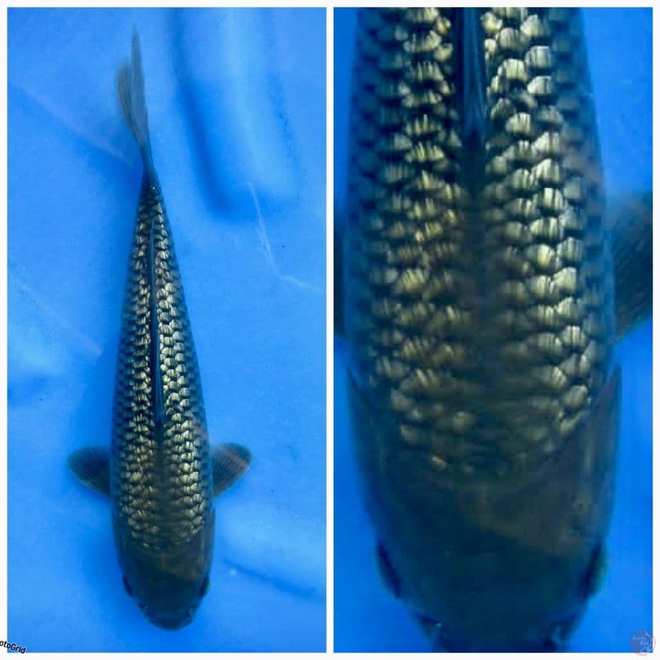 balck midori gingrin f1 marusai 29cm 