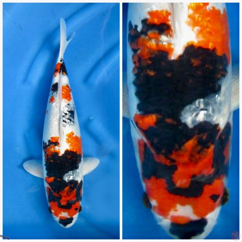 Showa F1 Tatagoi super F1 45cm 
