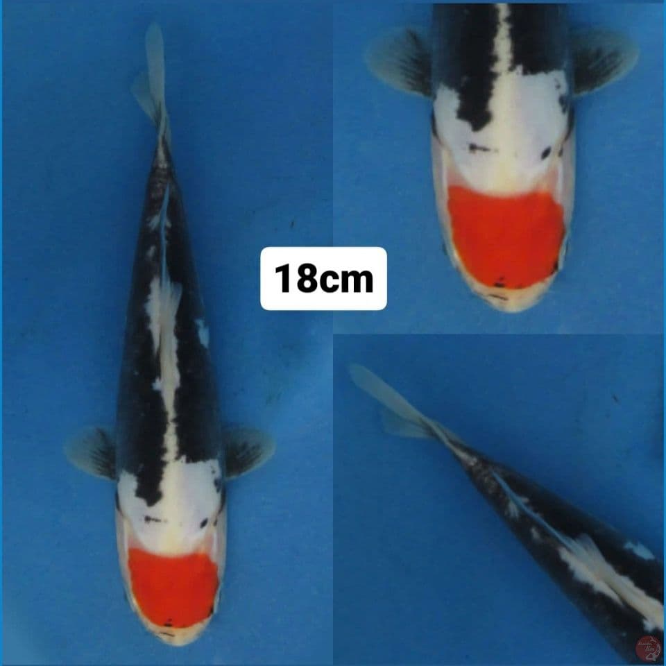 18cm male ,Siap Show Kumonryu 