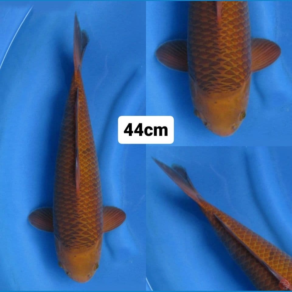 44cm male ,Caramel