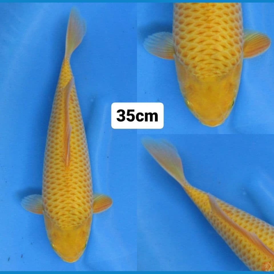 35cm male ,caramel