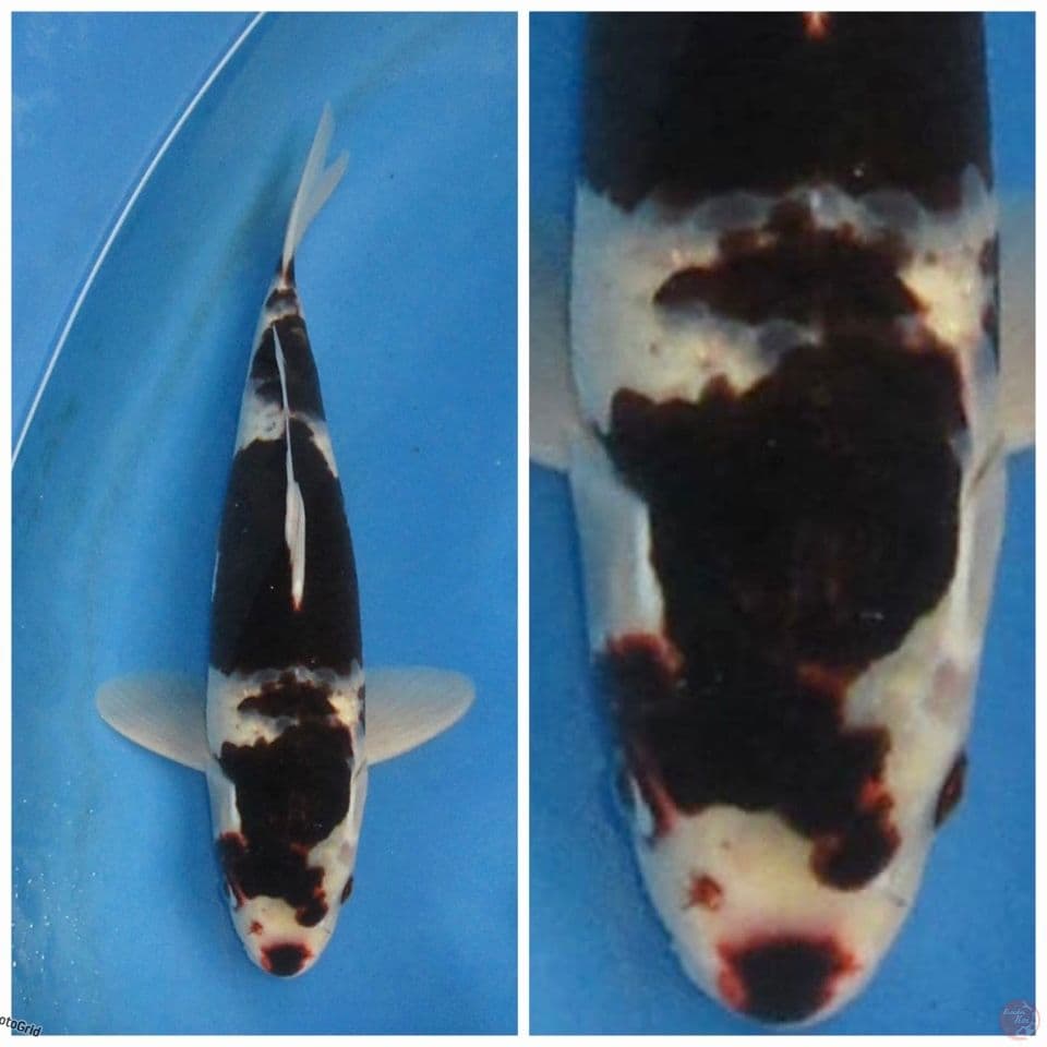 Goromo F1 marusai 35cm