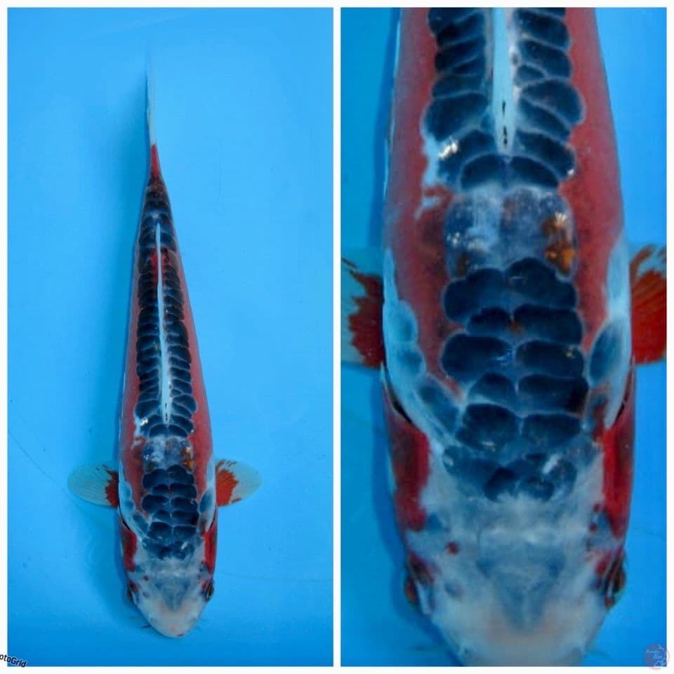 Hanashusui F1 marusai 28cm 