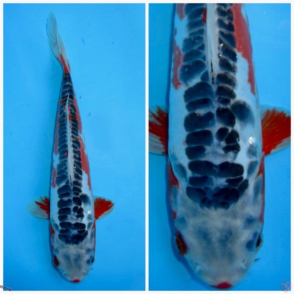 Hana shusui F1 marusai 28cm 