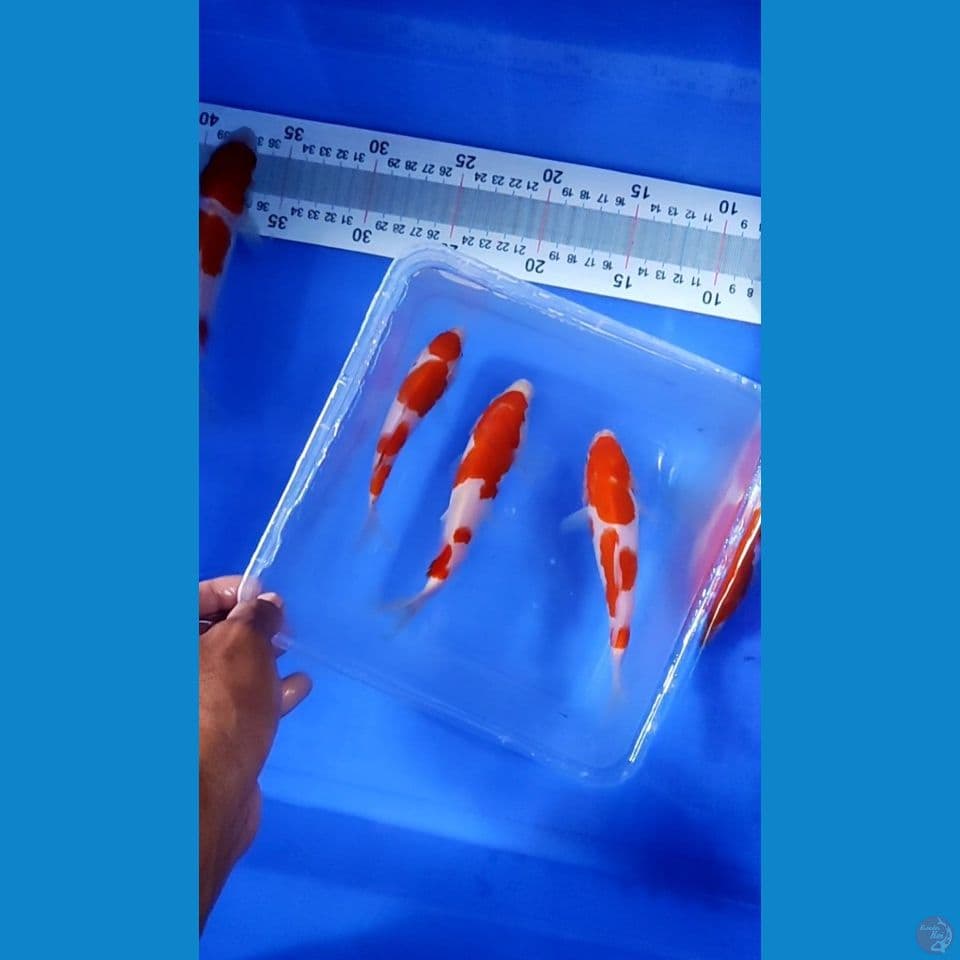 sepesial mini kohaku Bahan Keep