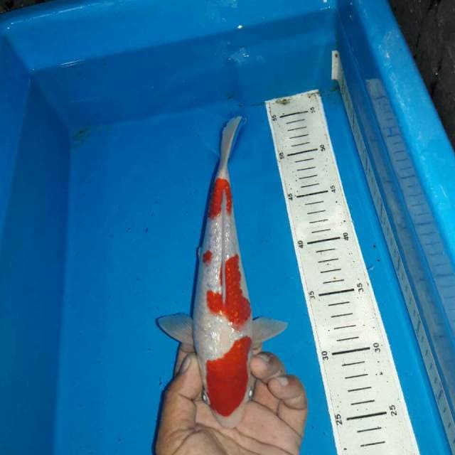 Kohaku ginrin f1 red male