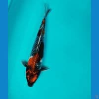 KIN.SHOWA KAGE 32CM MALE