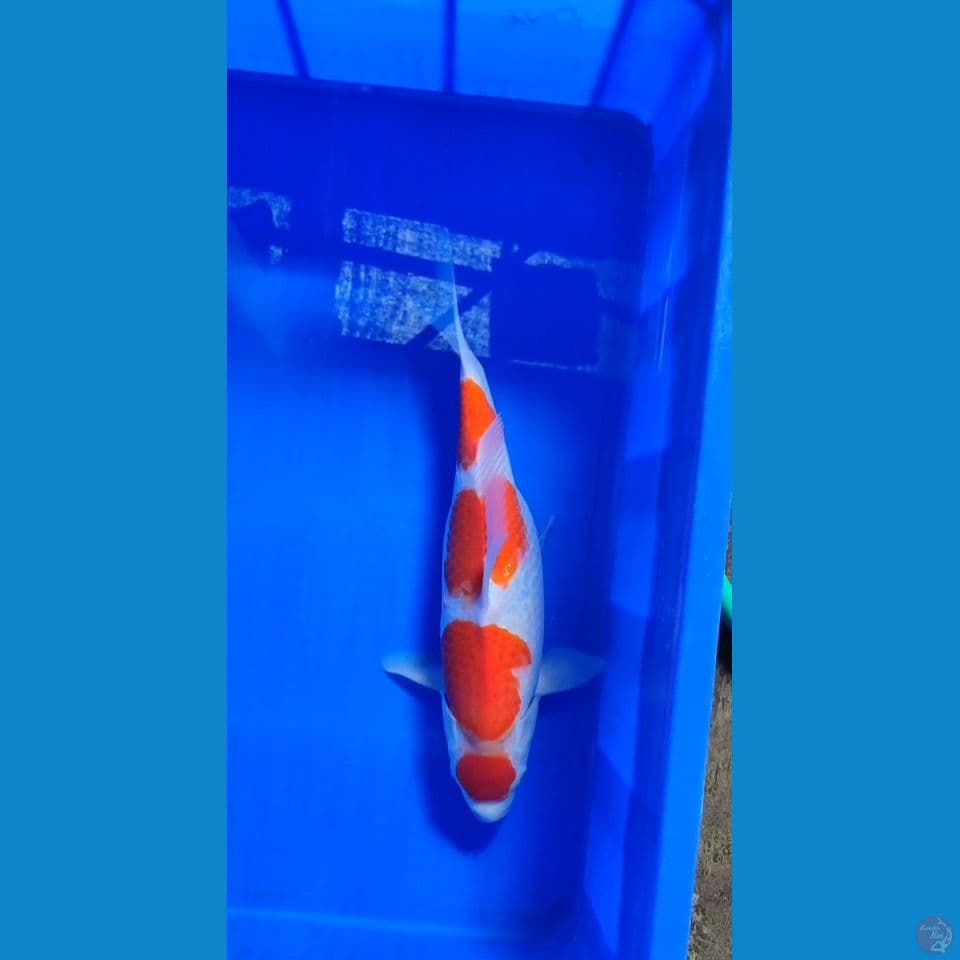 maruten kohaku f40 cm 