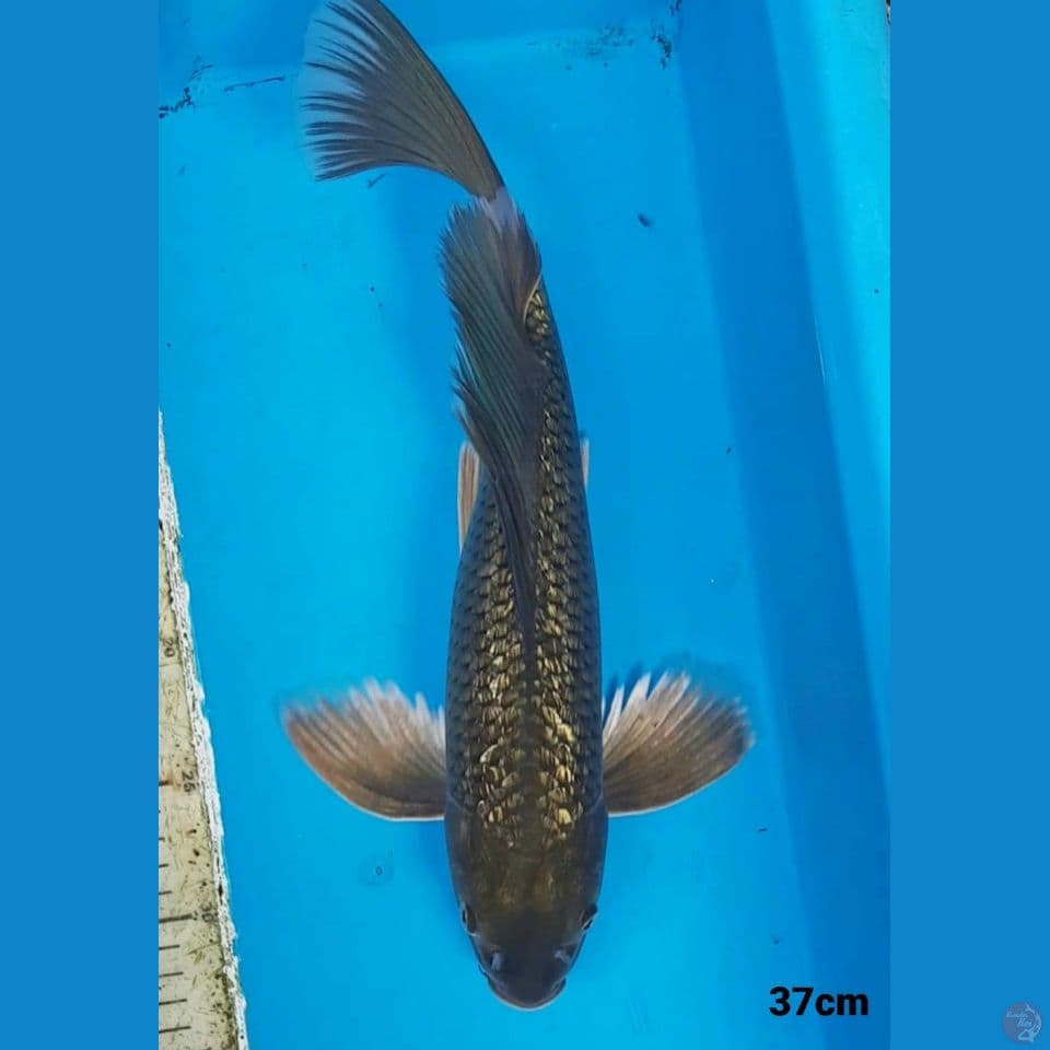 KUMPAI MIDORI GINRIN 37CM