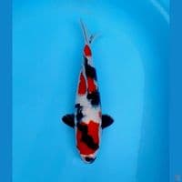 showa 33cm male 