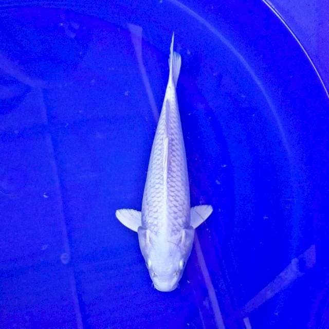 Platinum putih mulus *26cm