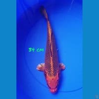 34 CM GIN MATSUBA
