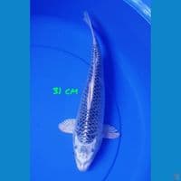 31 CM KIN MATSUBA