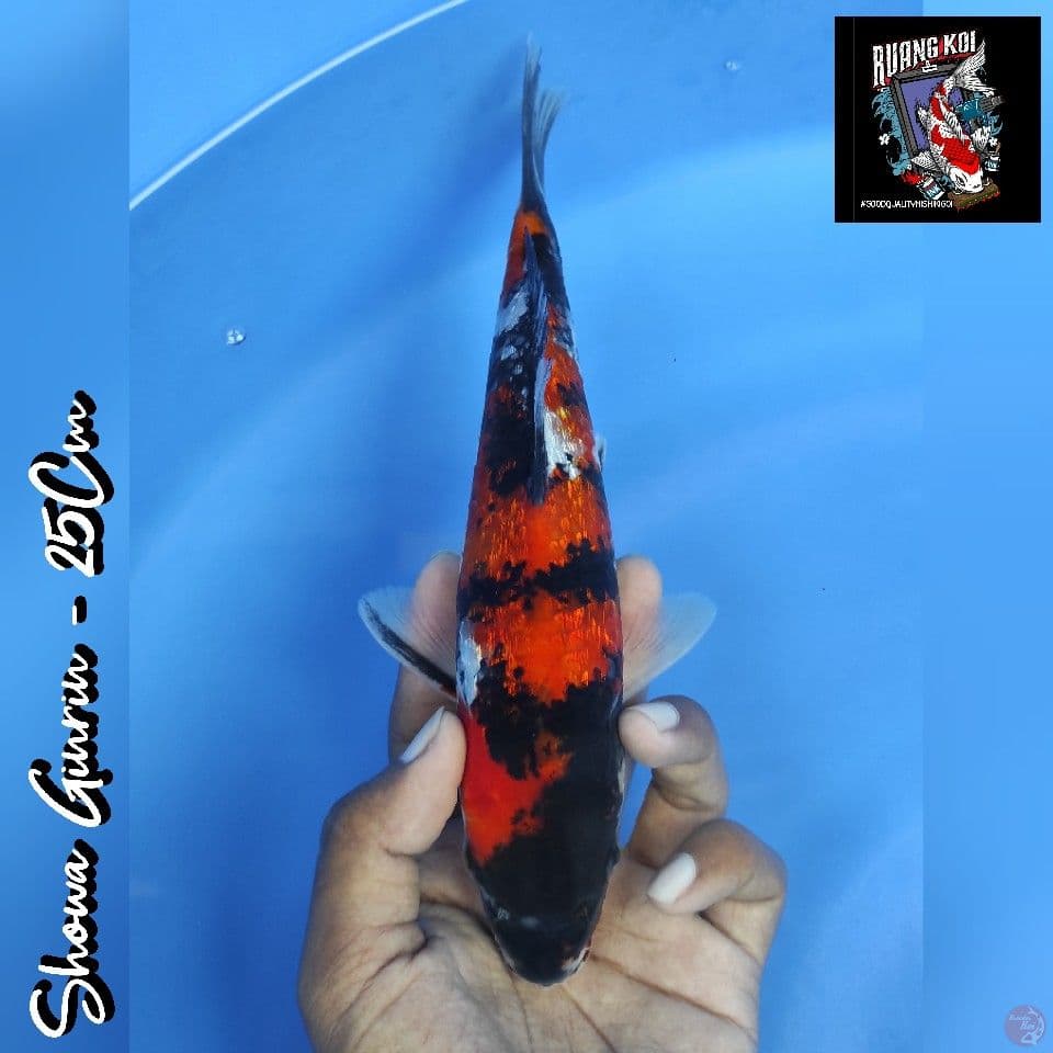 SHOWA GINRIN 25CM