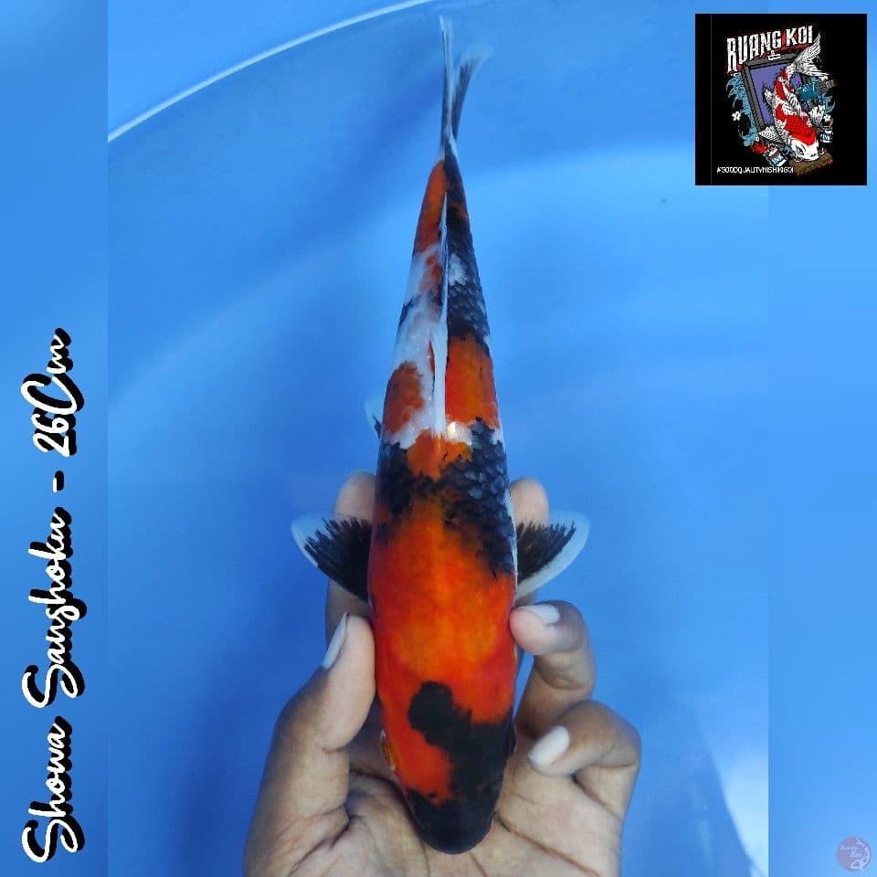 SHOWA SANSHOKU 26CM