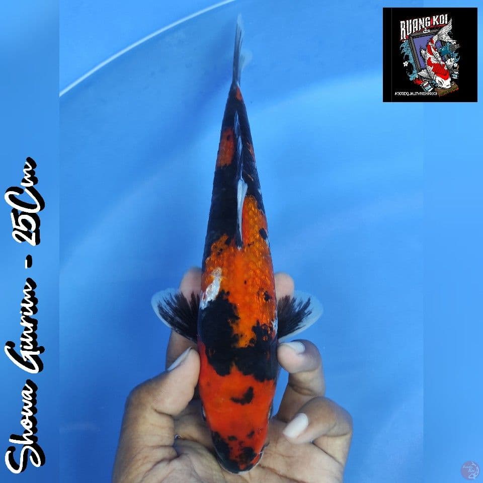SHOWA GINRIN 25CM