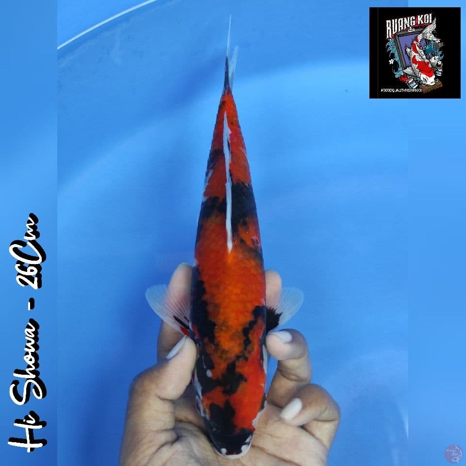 HI SHOWA METIR 26CM
