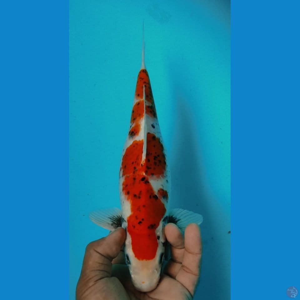 MATSUKAWA 32CM