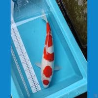 SANKE 46CM FEMALE