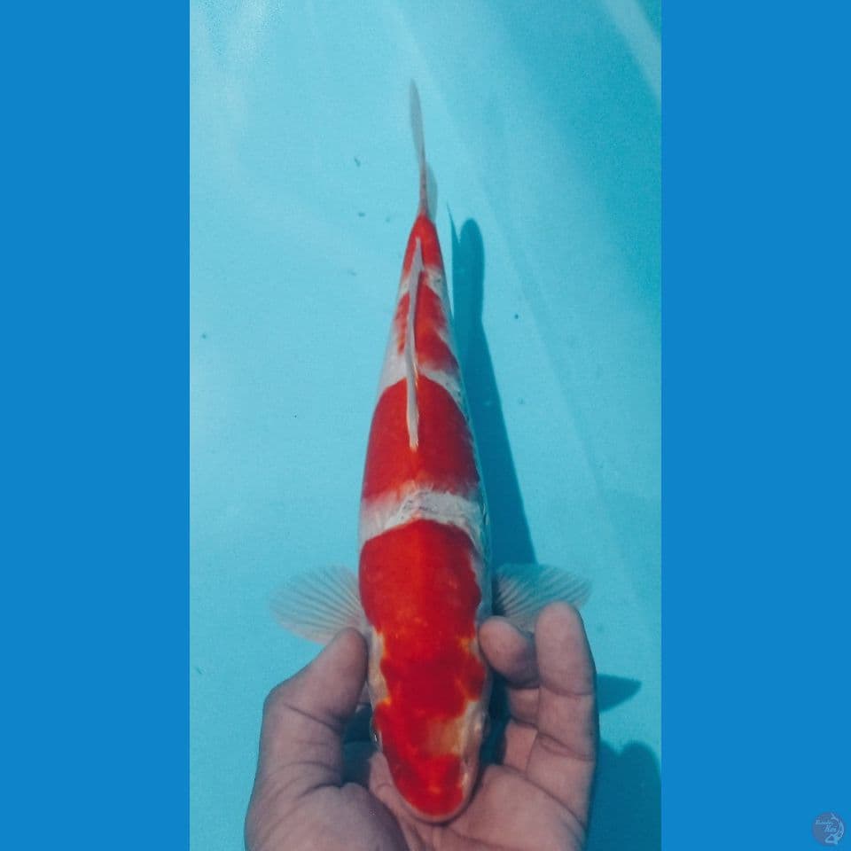 KOHAKU 32CM