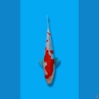 Kohaku Strong 21cm