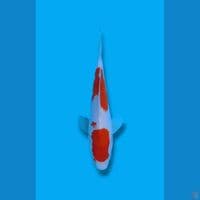 Kohaku 2step Original 20cm