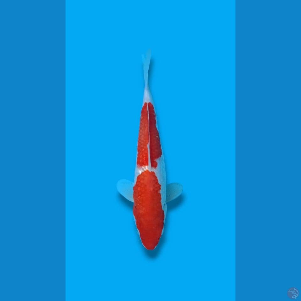 Ginrin Kohaku 2step 29cm (F)