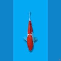 Ginrin Kohaku 2step 29cm (F)