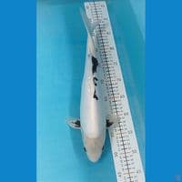 shiro doitsu murni M41 cm. 