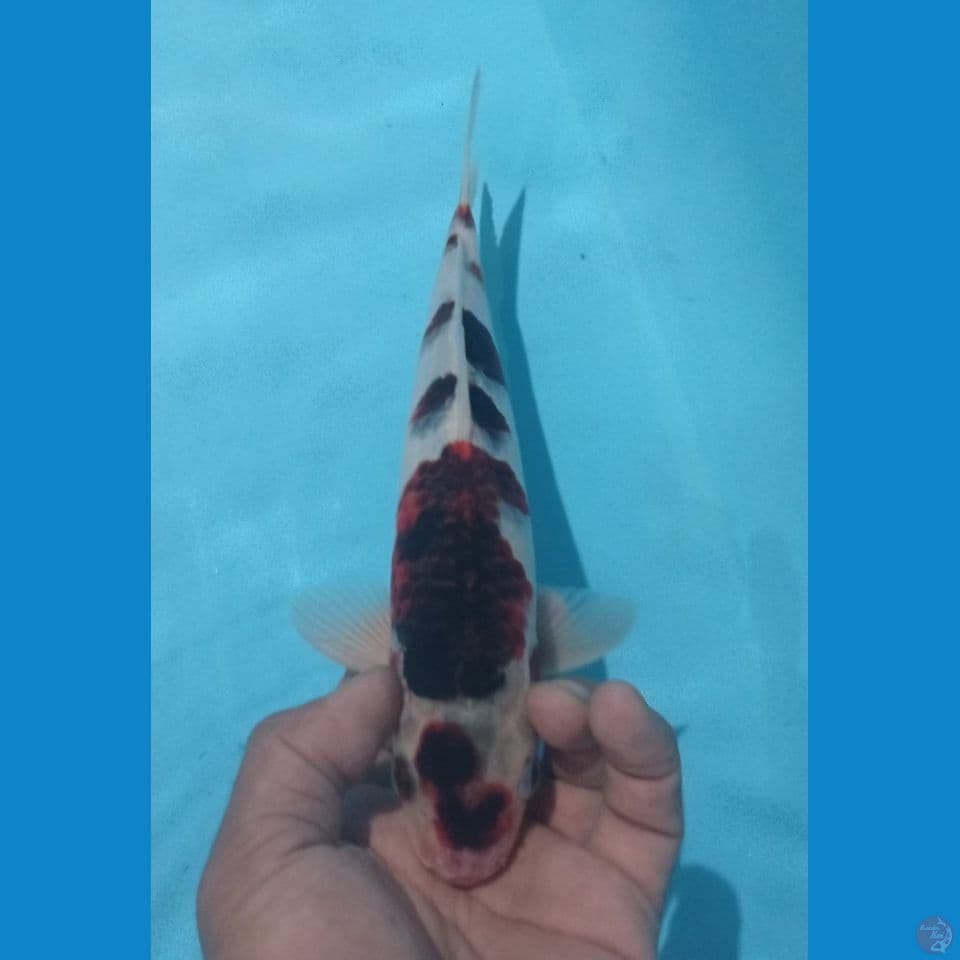 GOROMO 27CM