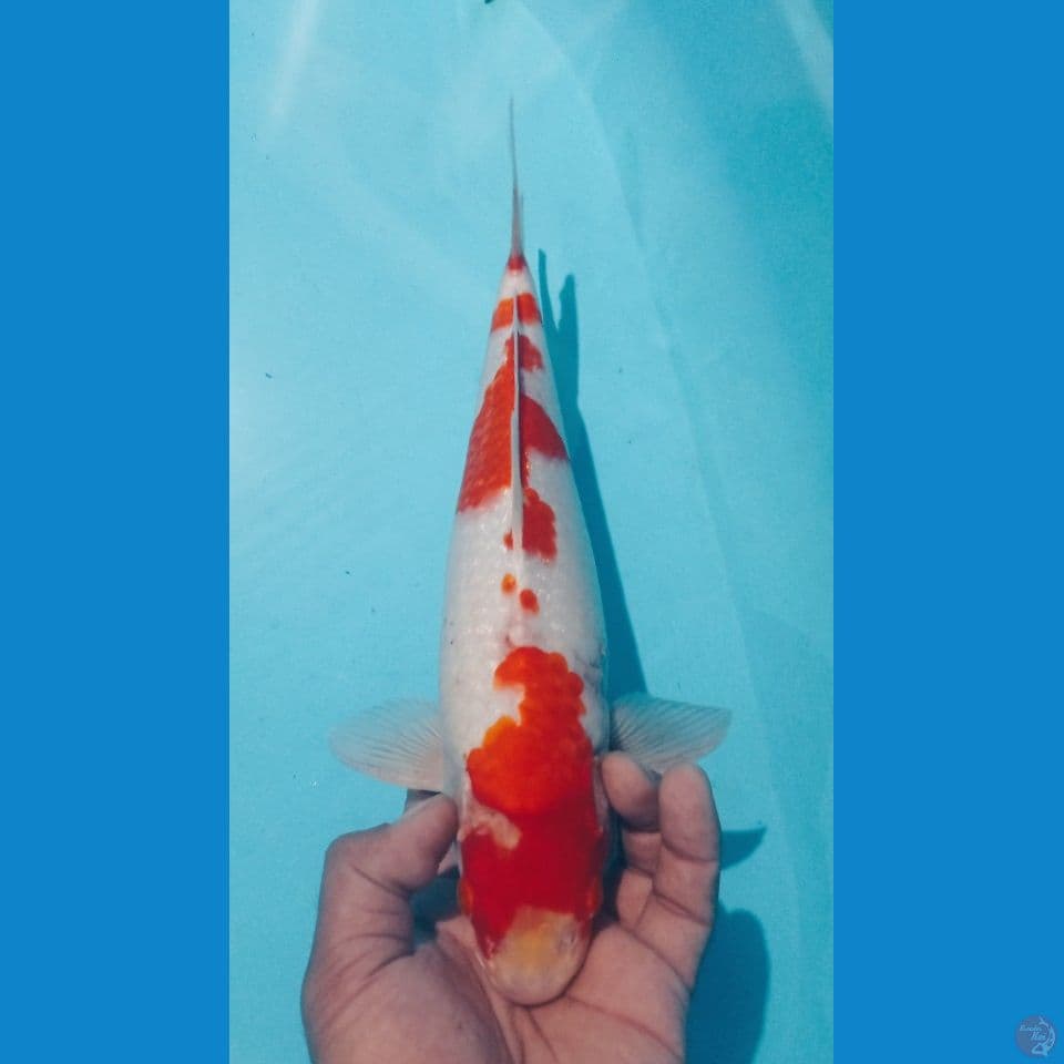 KOHAKU 32CM