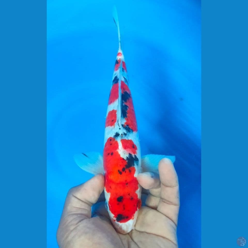 SANKE 30CM