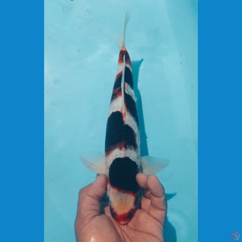 GOROMO 32CM