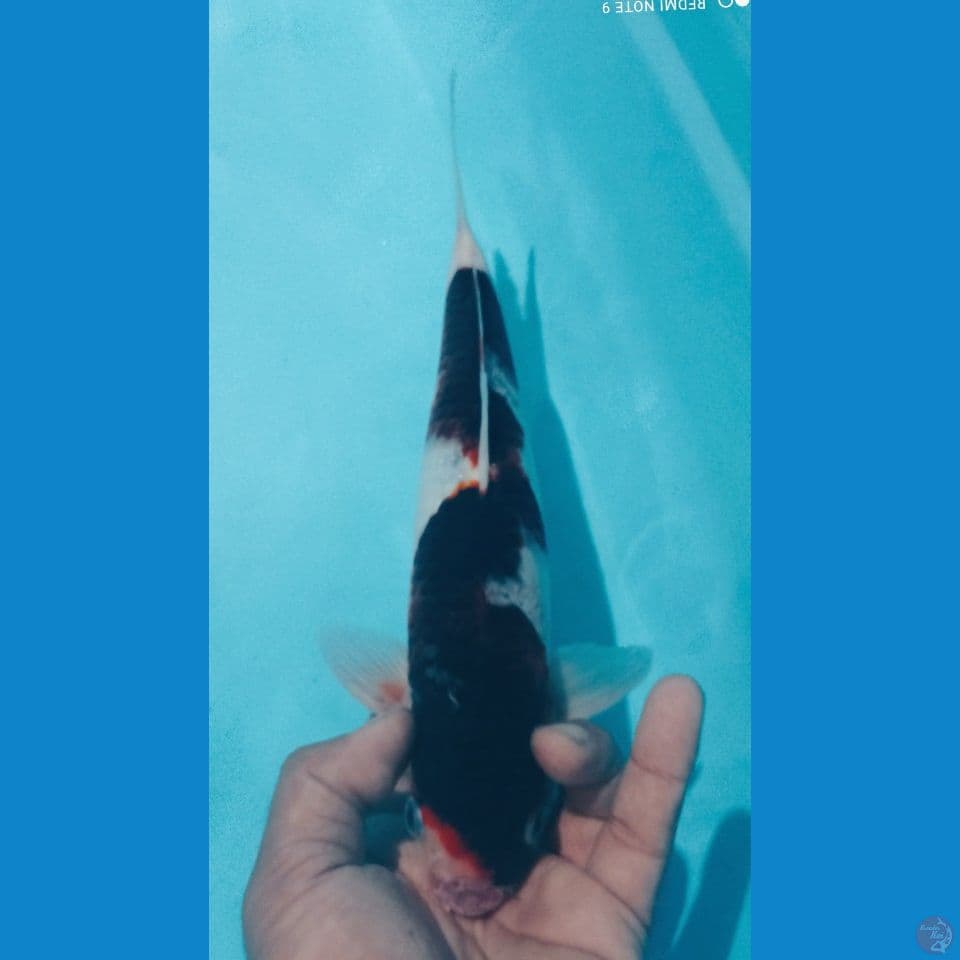 INAZUMA 30CM