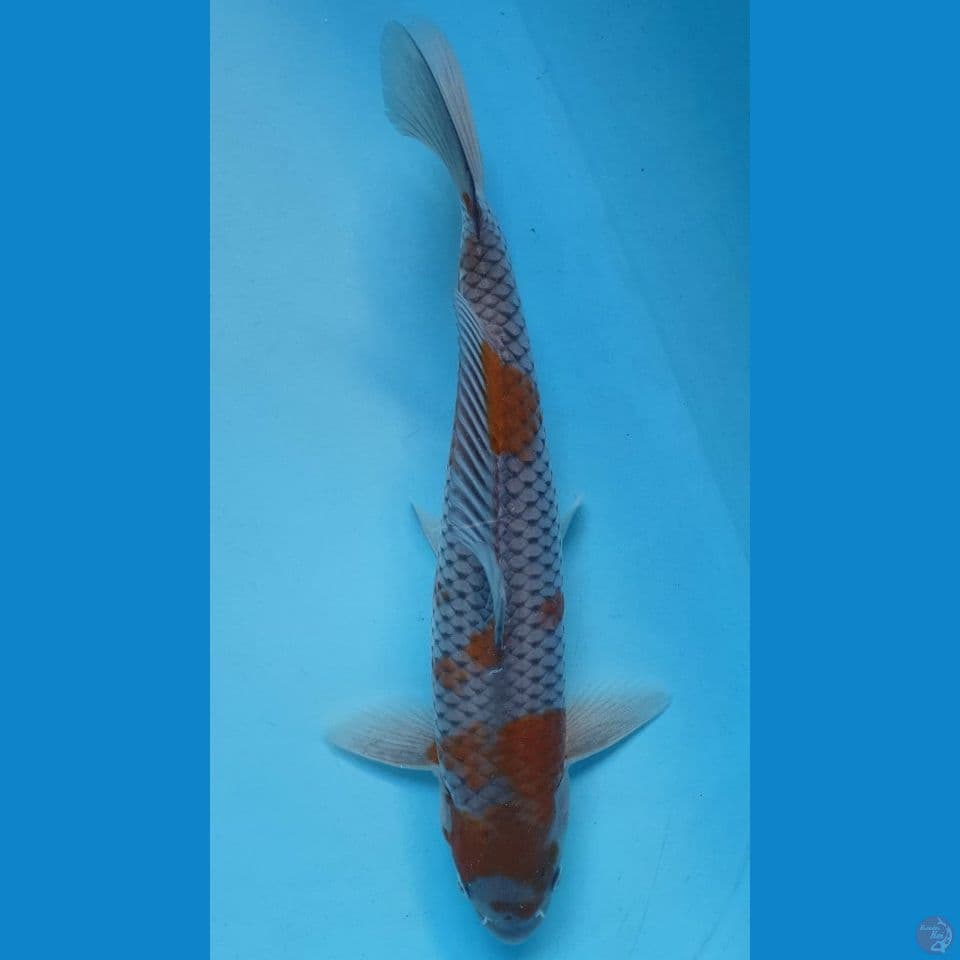OCIBA jantan 34Cm.