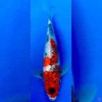 KAGE SHOWA KINGINRIN MALE 30CM