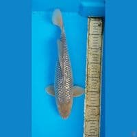 SHORAGOI GINRIN