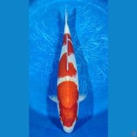 Kohaku 44 Cm Jantan 