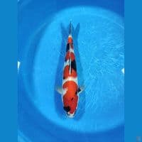 Showa 38 cm Jantan