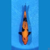 Hi Utsuri 31 cm unsex