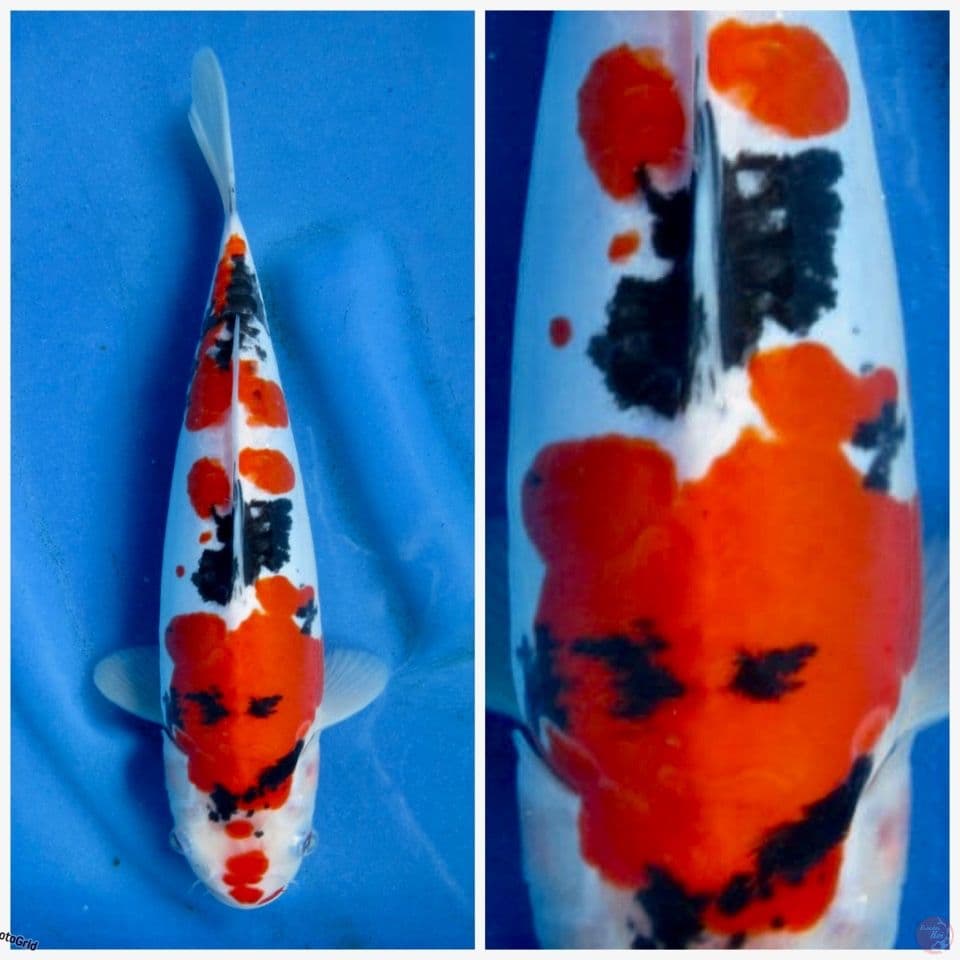 Sanke doitsu murni original F1 sakai 30cm
