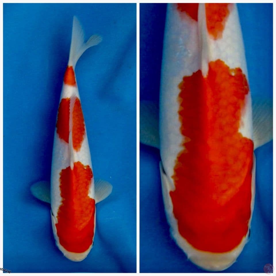 Kohaku f1 sakai 28cm 