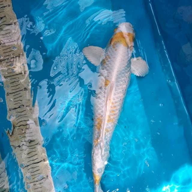 Hariwake male