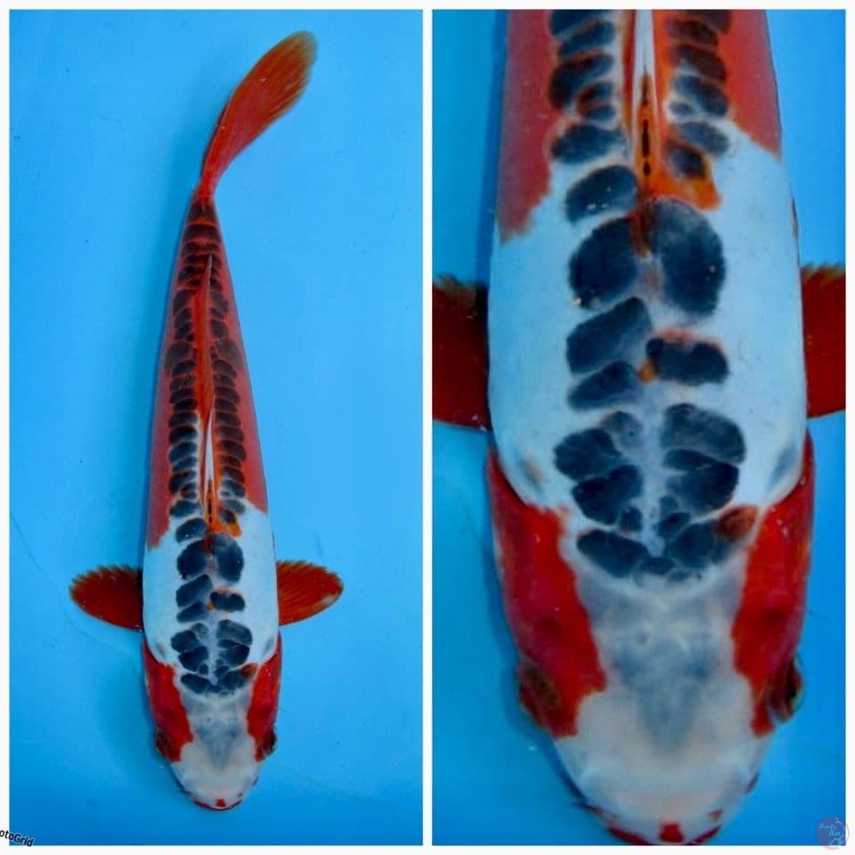 Hana Shusui F1 marusai 27cm 
