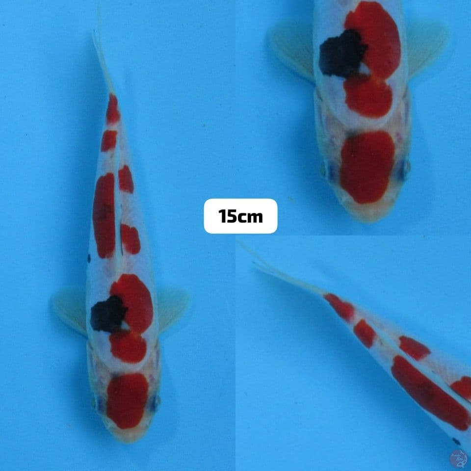 15cm male , Sanke Doitsu SQ